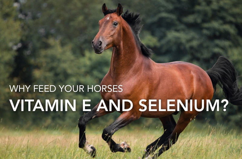 Why feed Vitamin E and Selenium? | Equine Science Matters™